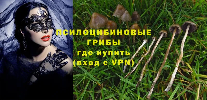 цены   Заволжье  Галлюциногенные грибы Magic Shrooms 